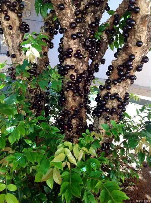 嘉宝果的功效与作用