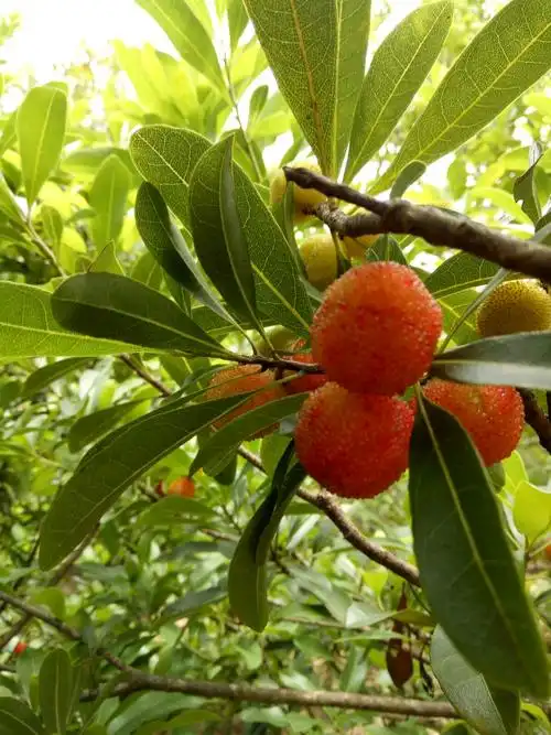 茫荡山茂地杨梅采摘体验游