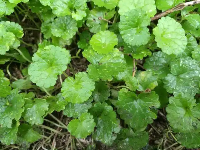 直击农村墙角下不起眼的植物名叫活血丹落地金钱