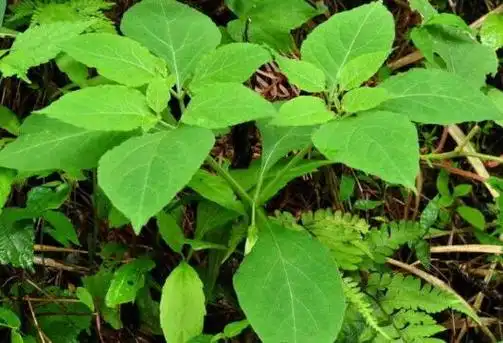 散血丹的功效与作用 散血丹的副作用