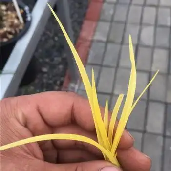 下山蕙兰龙根朱金黄草一组 2株齐拍