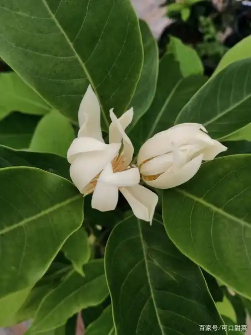 白兰花,一身正气留芳千古