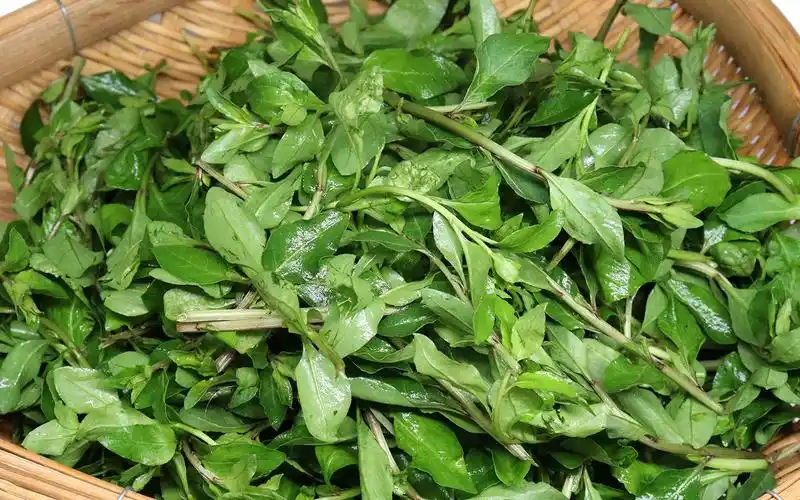 枸杞菜很多人见过没吃过,教你最简单的吃法,饭店一盘都要20元