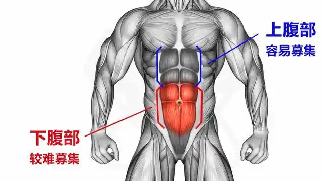 上腹部肌肉更容易被募集,下腹部肌肉较难被募集