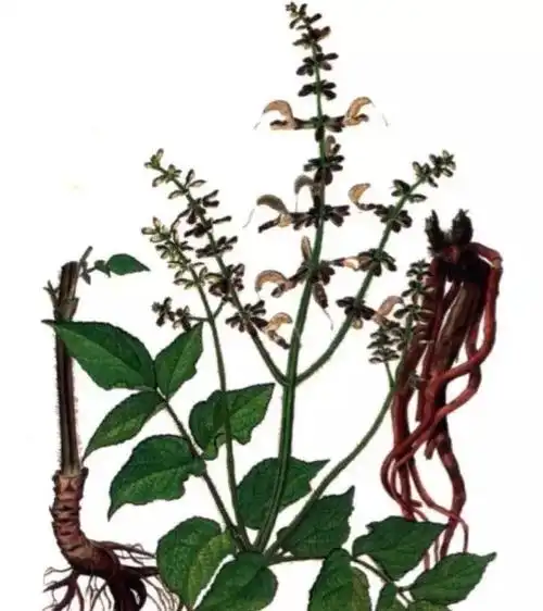 有关丹参的知识你了解多少?