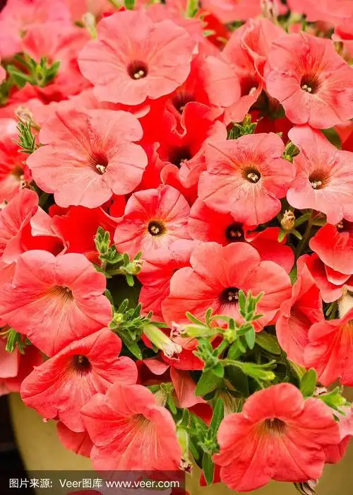 红色的牵牛花背景.