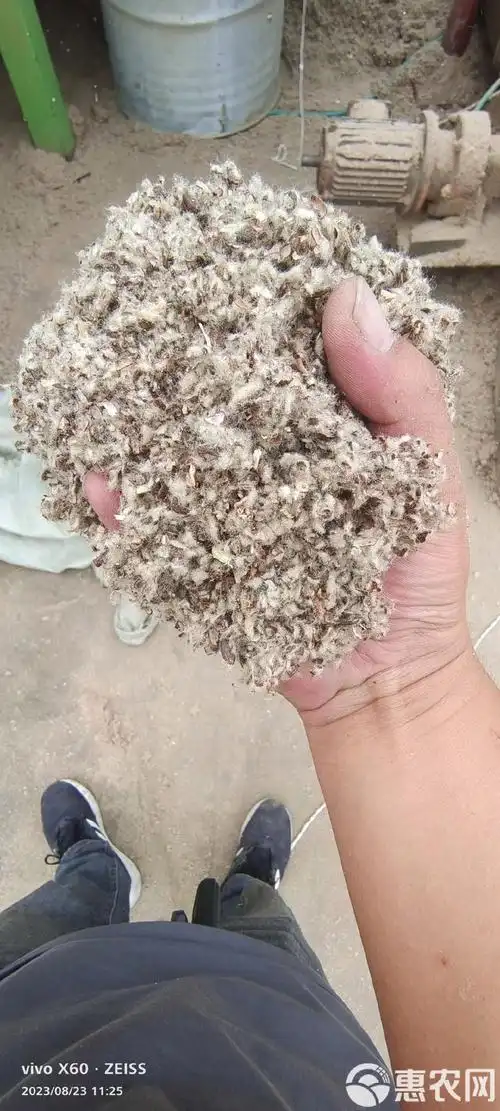 新疆棉籽壳