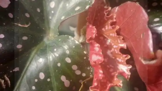 裂叶玫瑰秋海棠,僵苗了好久,5.