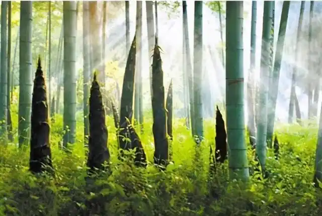 "露华生笋径,苔色拂霜根"——唯美的竹林清晨,在李贺的五律中