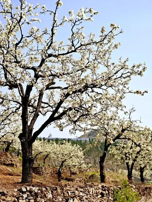 梨树开花