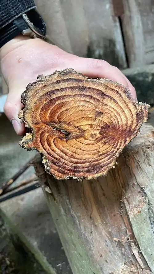 琥珀木,以前用来引火,如今人们拿来车珠子