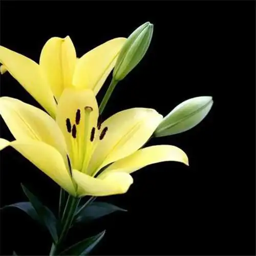 百合花头像图片