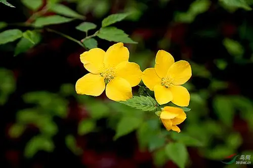 【花卉欣赏】《单瓣棣棠》