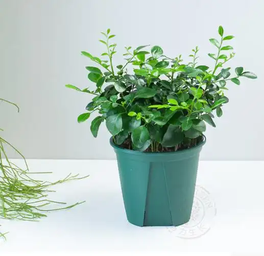 盆栽养殖时一定要保持其湿度,因为七里香不耐旱.