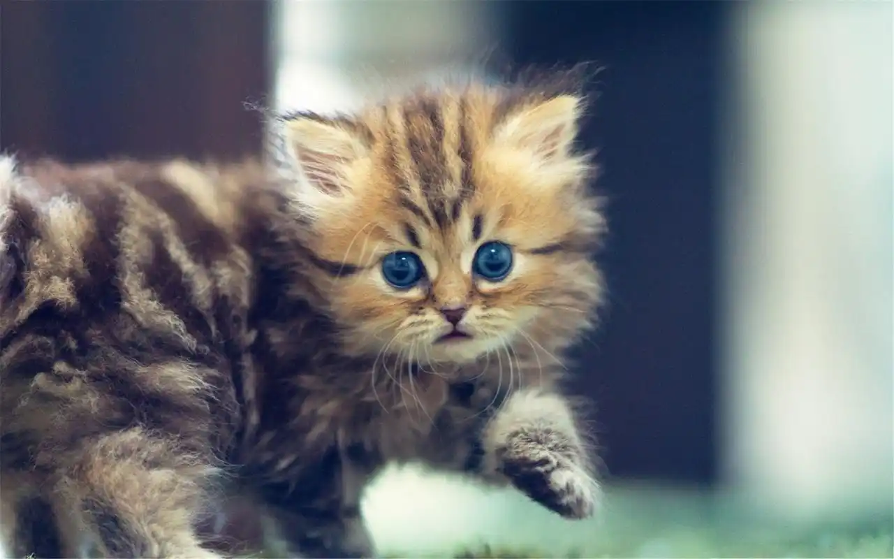 可爱的宠物喵星人小猫超萌图片桌面壁纸高清(二)