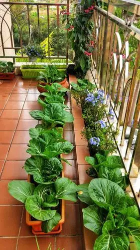 阳台种菜图片效果图阳台种菜效果图