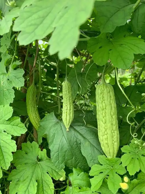 时间力量/会有人特别喜欢吃苦瓜吗??