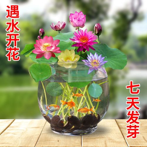 四季播种碗莲种子水培植物睡莲荷花种子已开口室内外盆栽绿植花卉
