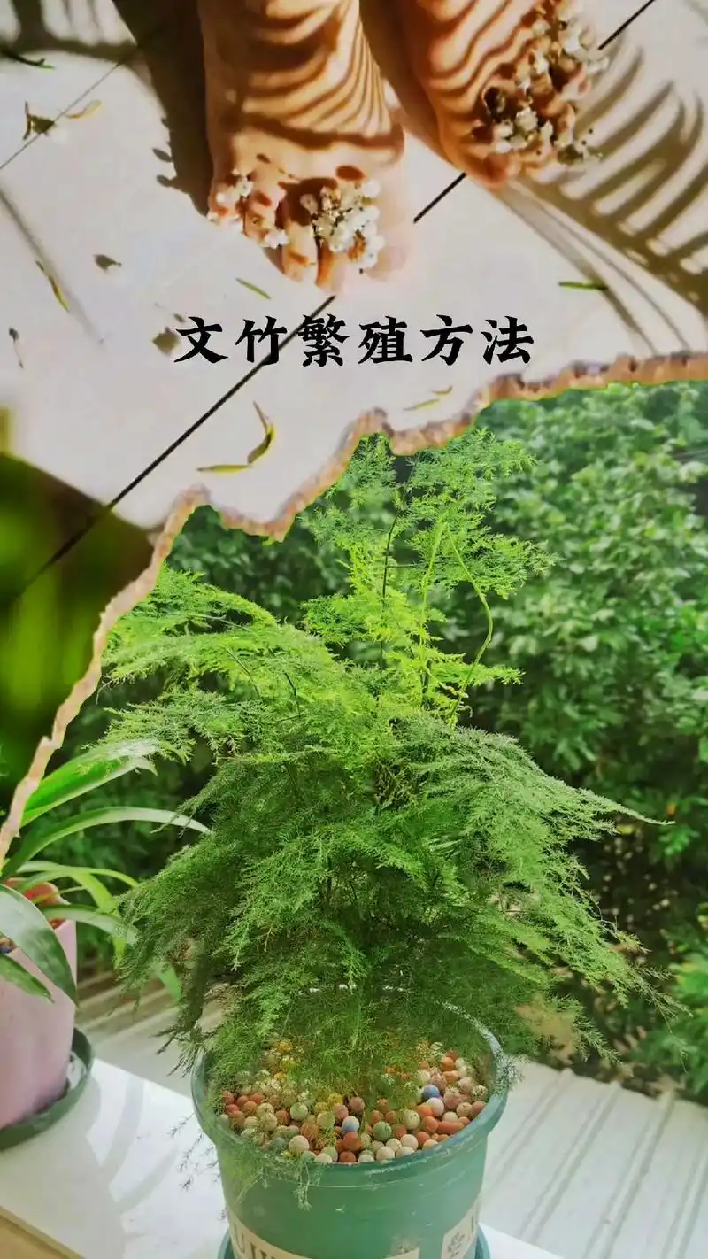 文竹怎么繁殖.#图文伙伴计划 #花卉绿植 #植物百科 #文竹 - 抖音