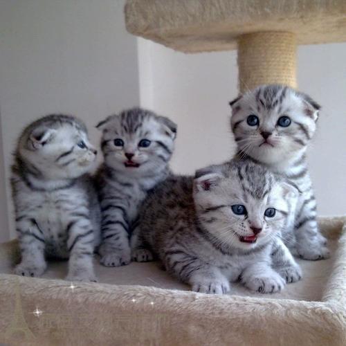 苏格兰折耳猫纯种幼猫cfa猫舍赛级银虎斑折耳猫活体猫咪幼猫w