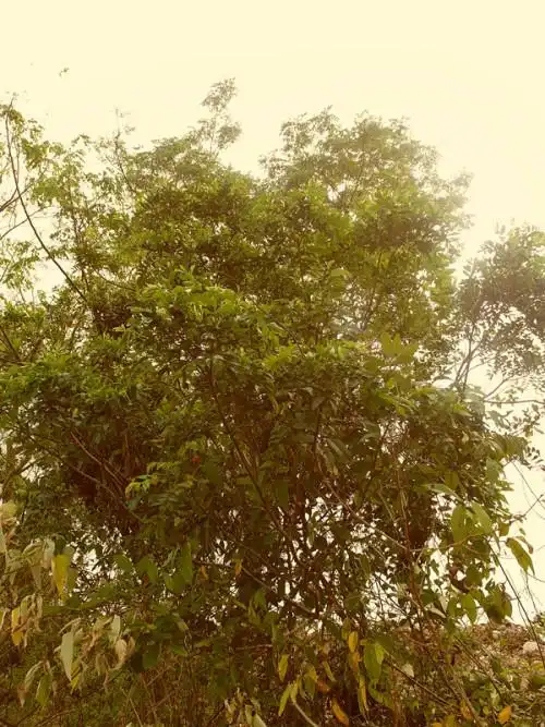 叶全子这家大请的身树楝是,什么刺树叶树问