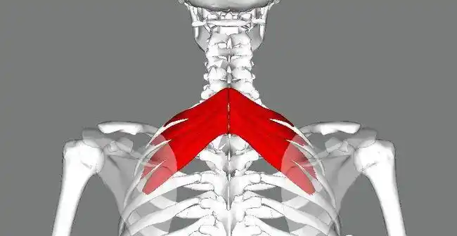 肩胛骨内侧缘痛的简单分析