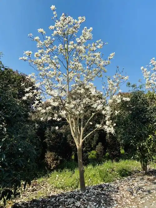 一台真空和面机价格动辄几万/这么贵的真空和面机实用价值_搜了网