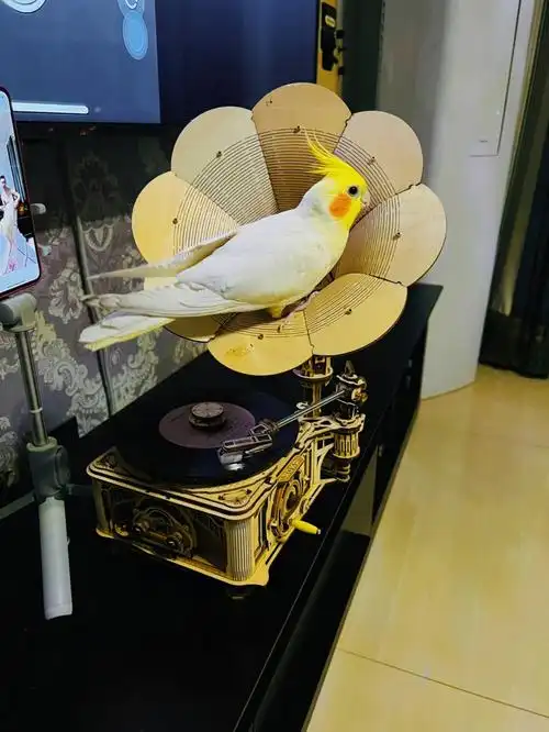 爱听音乐的鹦鹉00