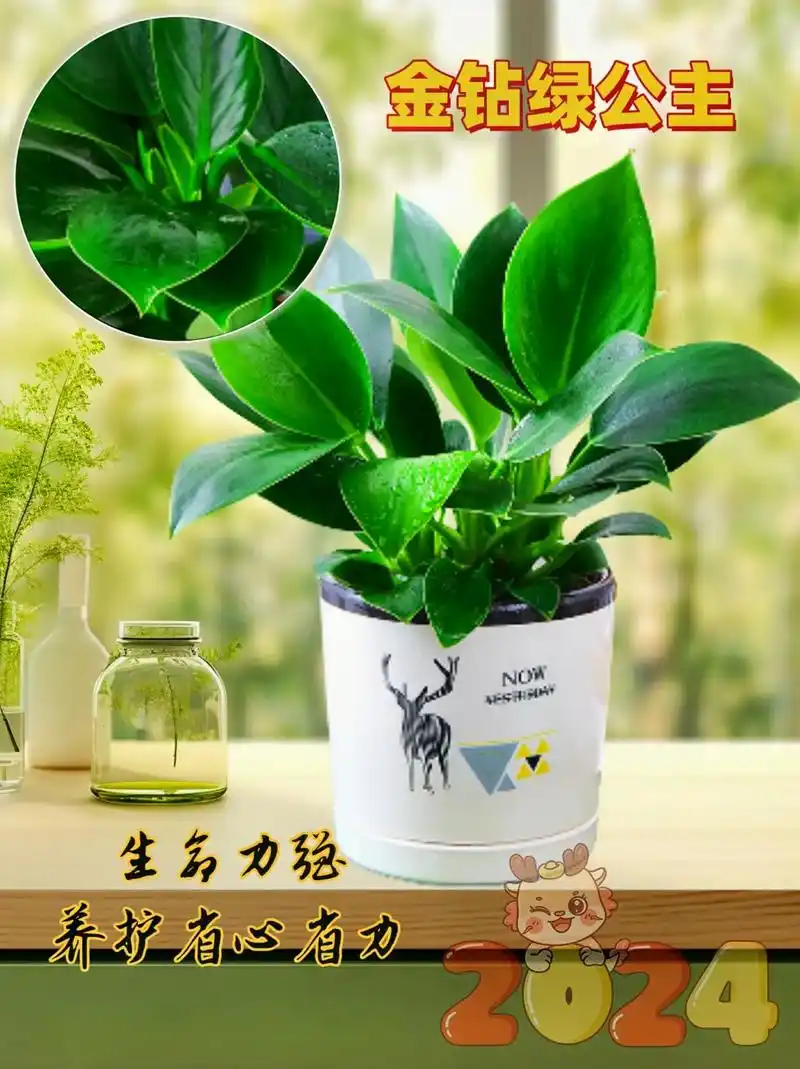 金钻盆栽室内植物花卉水培绿植客厅好物.