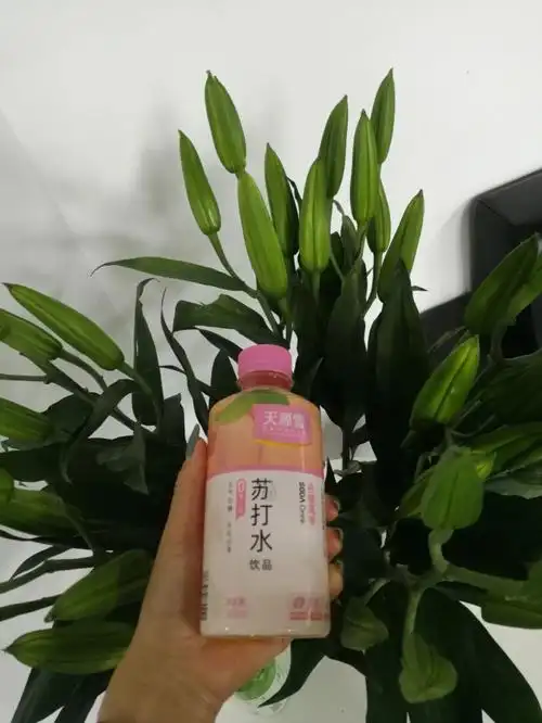 果味苏打水饮料