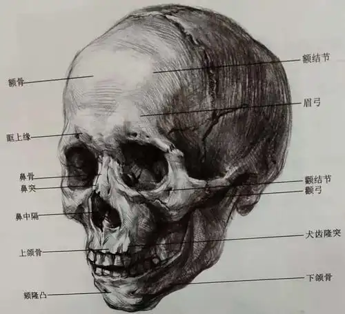 北京化妆培训学校分享艺用人物头部解剖常识