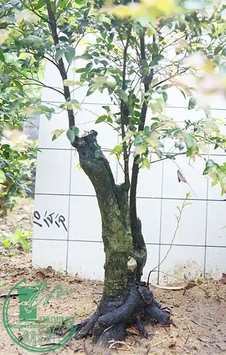 双杆老熟树黑骨茶黑檀