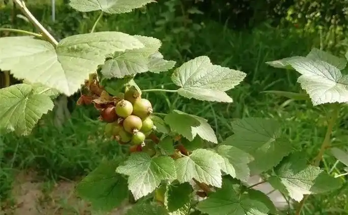 美味这种果树种盆里,2个月就结果,零下35度冻不死!