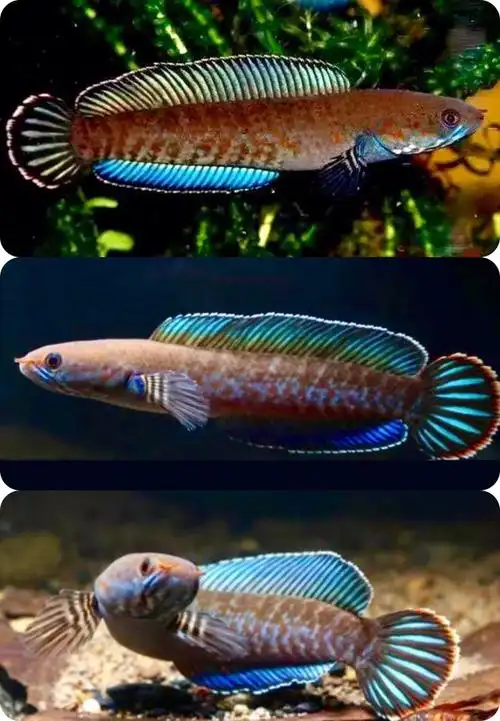 阿萨姆奶茶雷龙