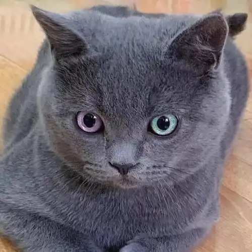 台湾发货种英短蓝胖子猫折耳蓝白赛级猫幼崽矮脚宠物小猫咪免费