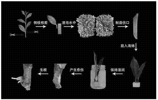 一种茶树快速扦插生根的方法与流程