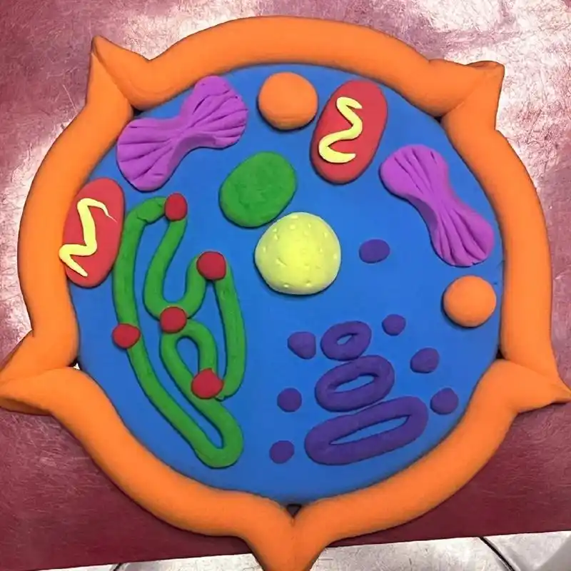 粘土模型成品 动植物细胞模型       材料包太方便了 可以06 不错不