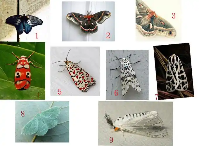 请问下图中的这些飞蛾是什么品种的啊.