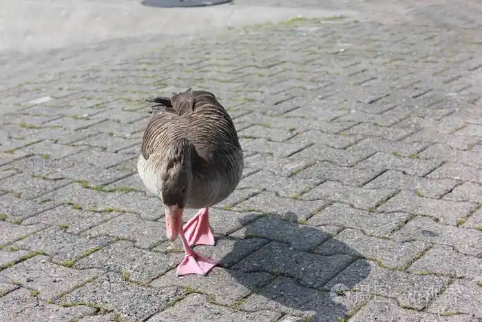 鸭子在人行道上行走