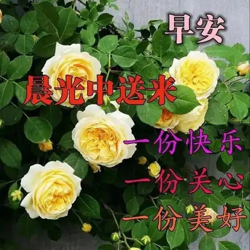 8张特别阳光的早上好祝福语图片大全免打字 夏日清晨好看的早安问候语