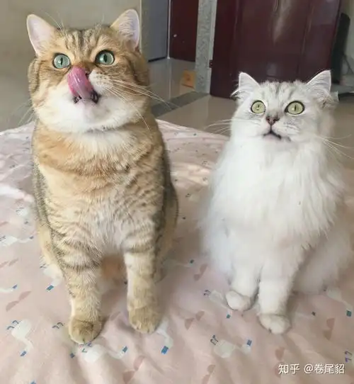 金渐层和银渐层生的小宝贝长大会是什么样子