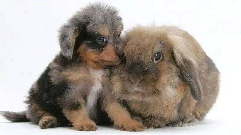 兔与狗之间的虐恋:卯戌合