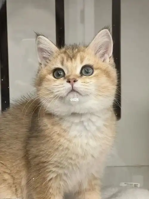 英短金渐层弟弟11色