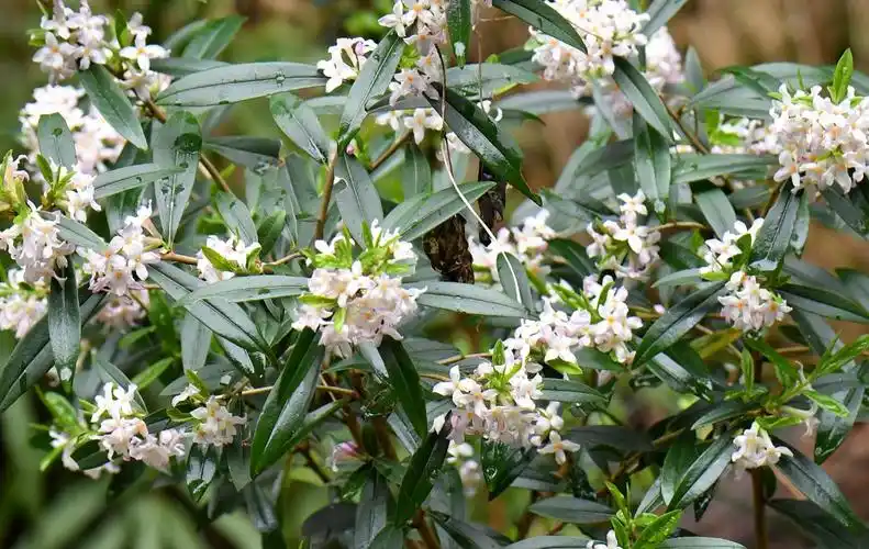 四川唐家河国家级自然保护区毛瑞香