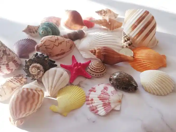 天然大海海螺琴螺贝壳儿童玩具鱼缸水族箱装饰寄居海螺