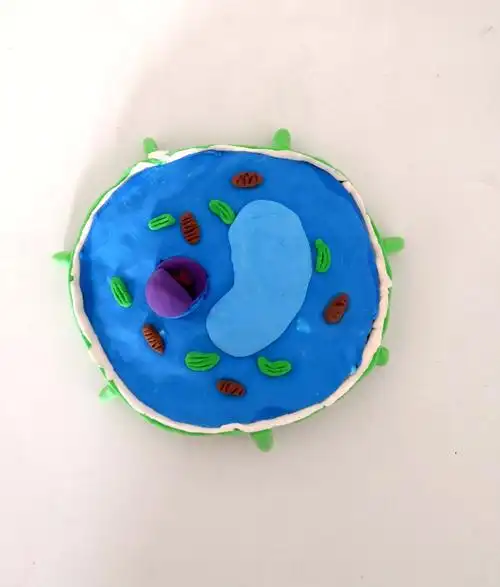 生物实践之动,植物细胞模型作品展(初一4班)