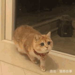 320_320gif 动态图 动图
