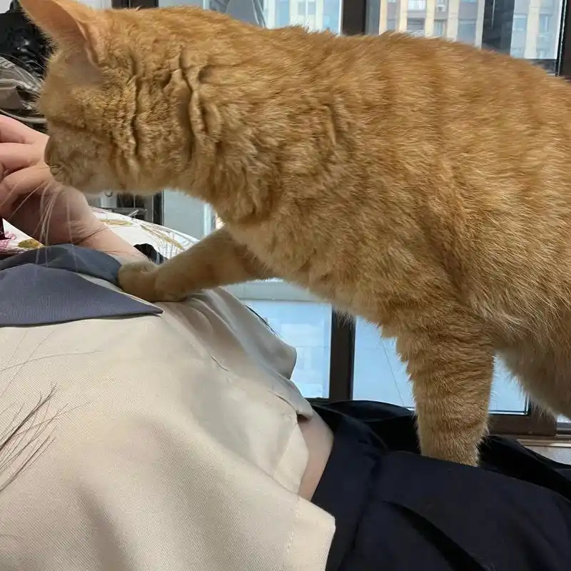 你们的小猫咪都是这么踩奶的吗?#小猫咪能有什么坏心眼 #笨蛋 - 抖音