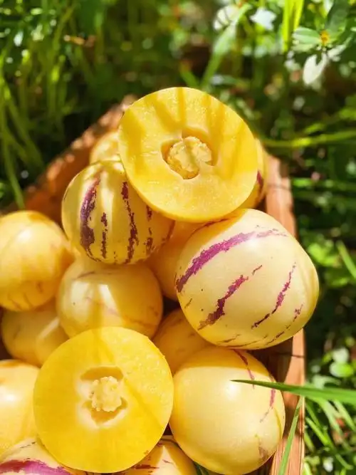 零差评的云南石林树上熟人参果无需催熟