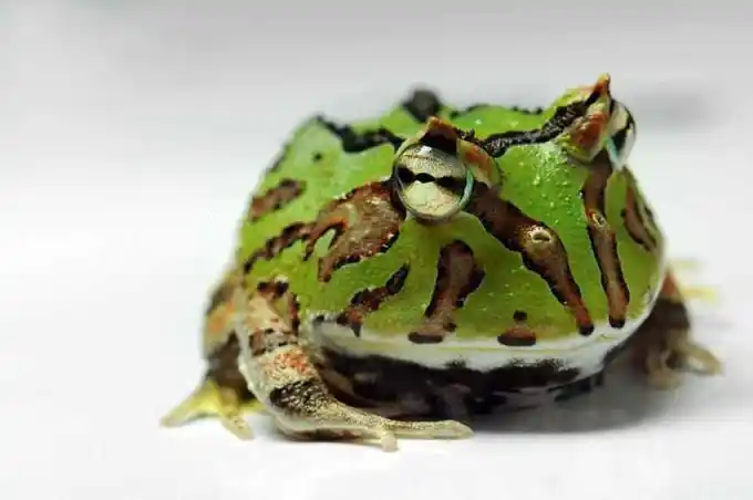 南美角蛙(角蛙新手入门饲养教程)_值得一看_老猫资源网-老猫娱乐网